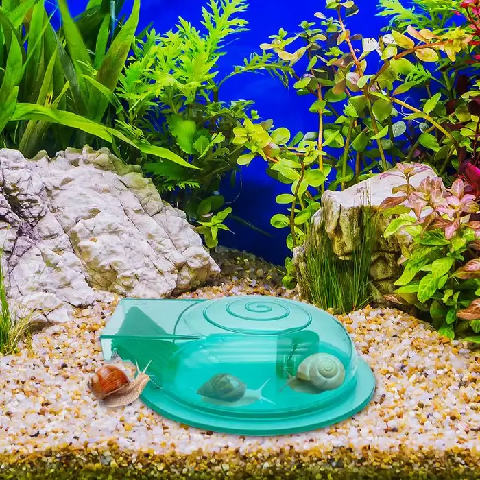 Attrape-escargot Transparent pour Aquarium