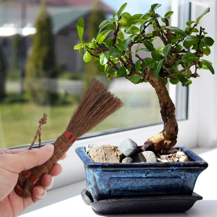 Brosse de jardinage pour bonsaï